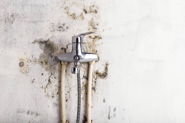 Best Best Mold Removal Companies  in Hines, OR