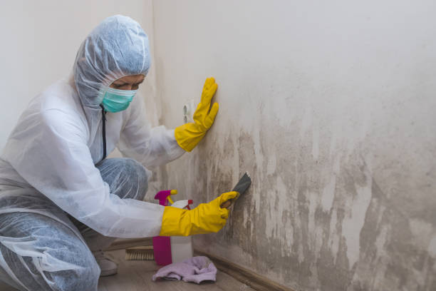 Best Commercial Mold Removal  in Hines, OR