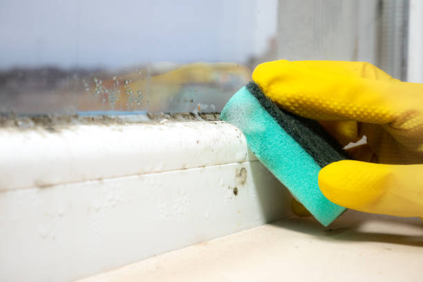 Professional Mold Removal in Hines, OR