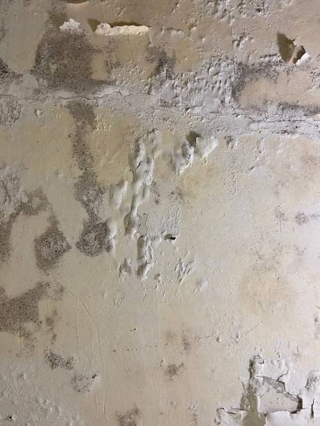 Best Best Mold Removal Companies  in Hines, OR