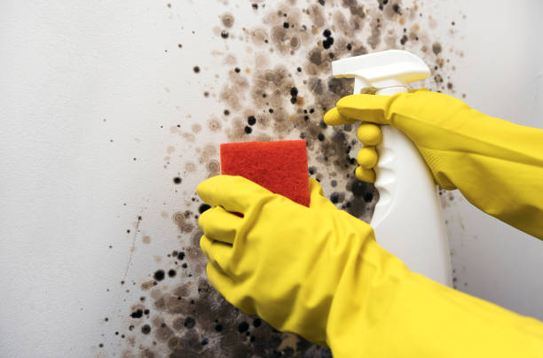 Best Local Mold Removal Service  in Hines, OR