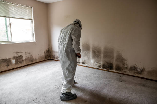 Best Office Mold Removal Services  in Hines, OR