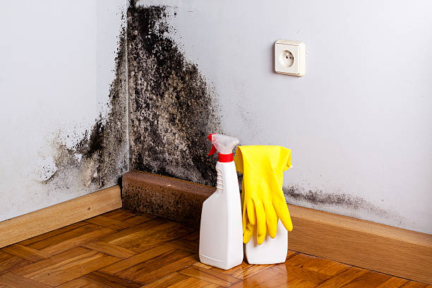 Best Mold Testing  in Hines, OR