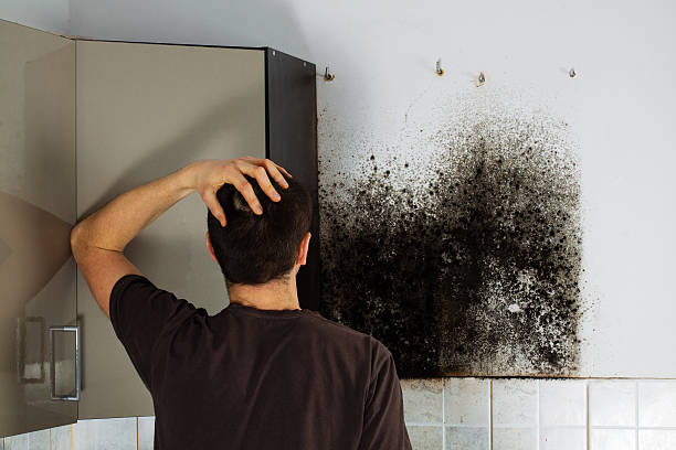 Best Mold Damage Repair  in Hines, OR