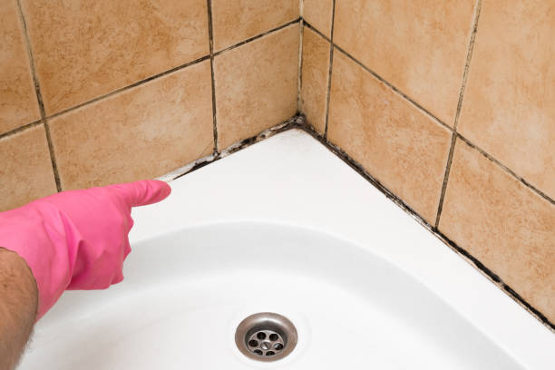 Best Attic Mold Removal  in Hines, OR
